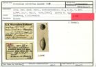 Karteikarte zum Syntyp von Psecadium subovatum Karrer, 1865